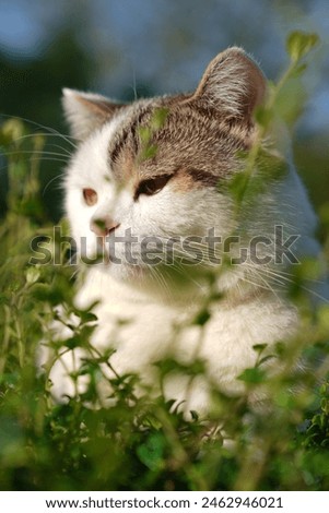 Similar – Katze versteckt in gelben Pflanzen