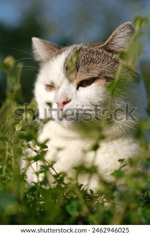 Similar – Katze versteckt in gelben Pflanzen