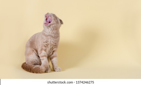 scottish fold cat shoutig and sitting on yellow background. Cat with open mouth. Yawn. Copy space for text