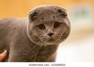 Scottish Fold Cat At A Cat Show