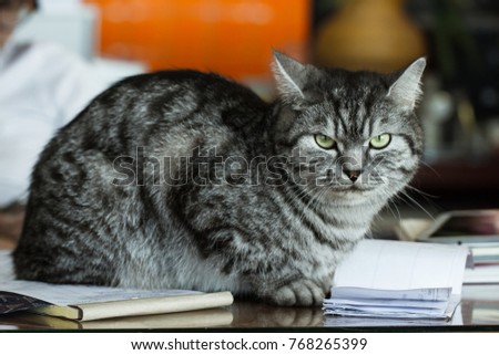 Scottish Fold cat sitting on work table with bad mood expression on his face