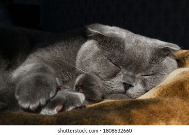 Scottish Fold Cat Sleeps On The Bed. Diverse Focus