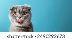 Scottish Fold cat with tongue out hungry expression eyes on isolated blue background with copy space	