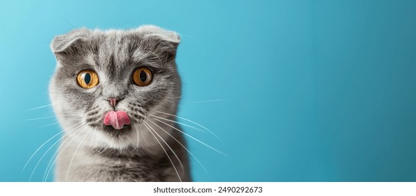 Scottish Fold cat with tongue out hungry expression eyes on isolated blue background with copy space	 - Powered by Shutterstock