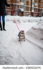 Scottish Fold Cat Walks In The Snow On A Leash