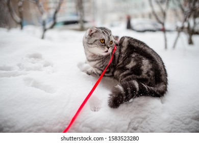 Scottish Fold Cat Walks In The Snow On A Leash