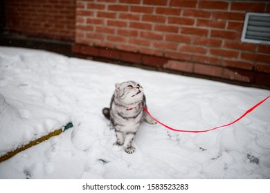 Scottish Fold Cat Walks In The Snow On A Leash