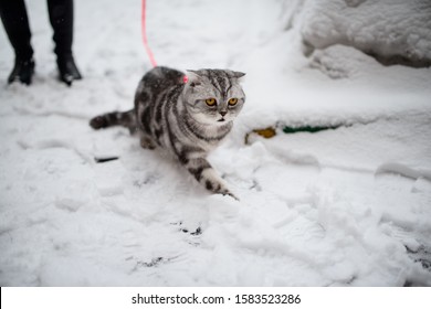 Scottish Fold Cat Walks In The Snow On A Leash