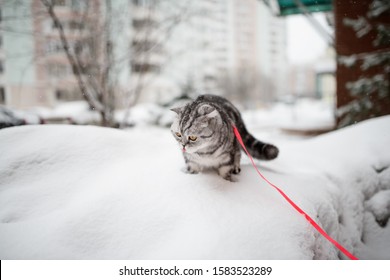 Scottish Fold Cat Walks In The Snow On A Leash