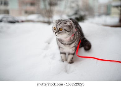 Scottish Fold Cat Walks In The Snow On A Leash