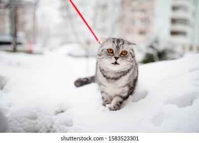 Scottish Fold Cat Walks In The Snow On A Leash