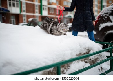 Scottish Fold Cat Walks In The Snow On A Leash