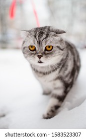 Scottish Fold Cat Walks In The Snow On A Leash