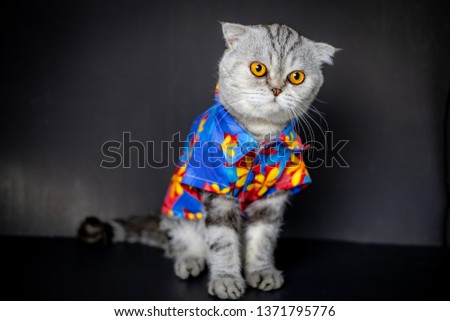 Scottish fold cat are wear shirt in concept summer on the black background. Portrait scottish fold cat in the studio. Cat wearing a floral shirt