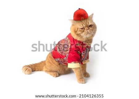 Scottish fold cat wearing Chinese costume makes cute appearance with one eye wink on white background.