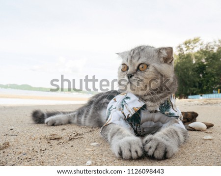 Scottish fold cat wearing a shirt at the beach in summer concept.
