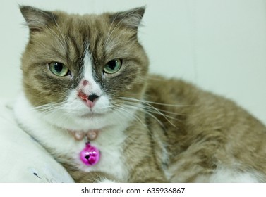 A Scottish Fold Cat With The Wound On Its Nose Because Of The Mosquito Allergy. When She Feel Itching, She Will Rub Her Face With Any Things And Sometime It Is Bleeding.