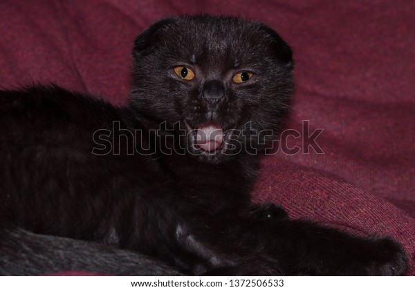 Scottish Fold Chocolate Kitten Yawning Singing Stock Photo Edit Now