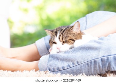 Scottish Fold Cute Cat And Its Owner In House Near Window. Young Female Takes Care Of Her Cat At Home With Green Nature Garden Where Is Outside. She Stays At House With Cozy And Relax Feelling.