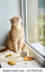 Scottish fold ginger cat lying on windowsill at home, Autumn lazy weekend cat at home. - Shutterstock ID 2177019125