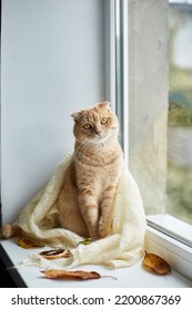 Scottish fold ginger cat lying on windowsill at home, Autumn lazy weekend cat at home. - Shutterstock ID 2200867369
