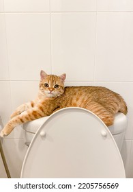 Scottish Fold Golden Tabby Cat On A Flush Toilet