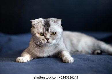 32,252 Gray fold cat Images, Stock Photos & Vectors | Shutterstock