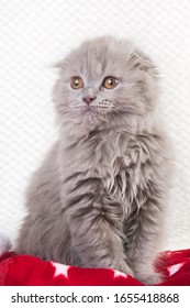 Scottish fold Highland fold kitten gray fluffy cat