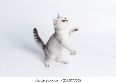 Scottish Fold Isolated On White Background.