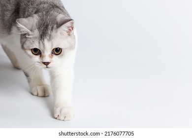 Scottish Fold Isolated On White Background.