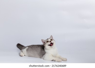 Scottish Fold Isolated On White Background.