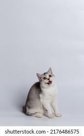 Scottish Fold Isolated On White Background.