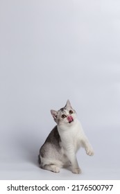 Scottish Fold Isolated On White Background.