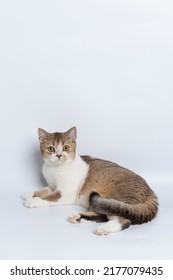 Scottish Fold Isolated On White Background.