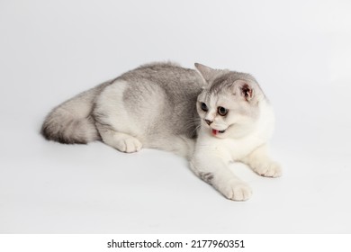 Scottish Fold Isolated On White Background.