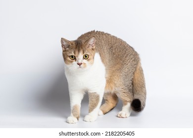 Scottish Fold Isolated On White Background.