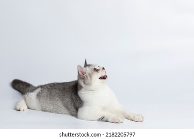 Scottish Fold Isolated On White Background.