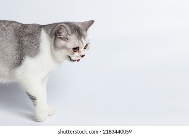 Scottish Fold Isolated On White Background.