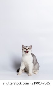 Scottish Fold Isolated On White Background.