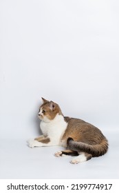 Scottish Fold Isolated On White Background.