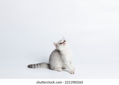 Scottish Fold Isolated On White Background.