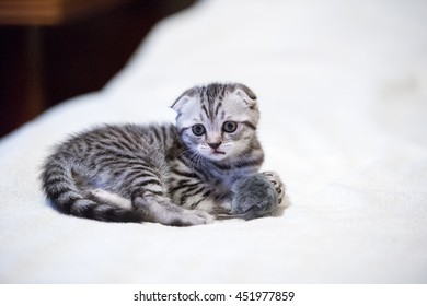 Scottish Fold Kitten