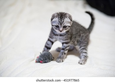 Scottish Fold Kitten