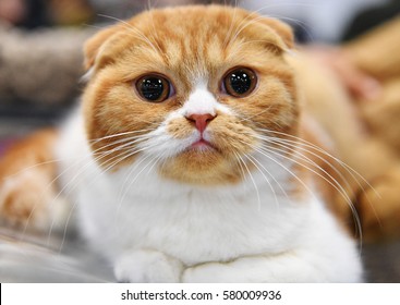 A Scottish Fold Kitten