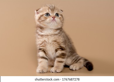 Chocolate Scottish Fold Images Stock Photos Vectors Shutterstock