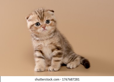 Chocolate Scottish Fold Images Stock Photos Vectors Shutterstock