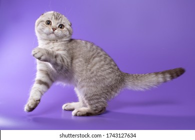 Chocolate Scottish Fold Images Stock Photos Vectors Shutterstock