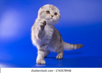 Chocolate Scottish Fold Images Stock Photos Vectors Shutterstock