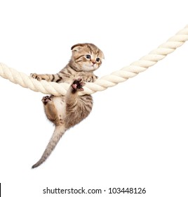 9,006 Climbing kitten Images, Stock Photos & Vectors | Shutterstock