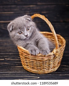 Similar Images Stock Photos Vectors Of Three Cute And Red British Shorthair Kittens Sit Together Several Kittens Group Photo Shutterstock